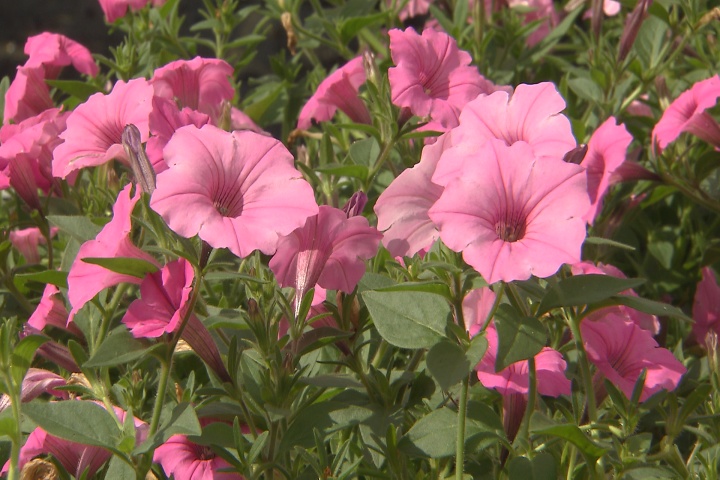 Supertunia Vista Bubblegum is latest Super Plant
